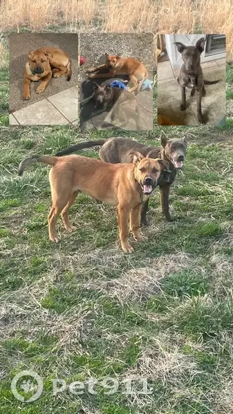 Lost dog, Arlington: greyish/dark brindle with shepherd liked ears - photo