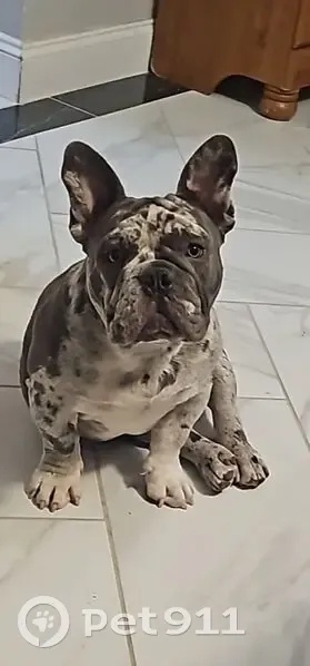 Lost female dog, Irving, Dallas - young pitbull mix - photo