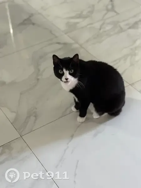 Lost female cat, Lanesboro Court, Clermont - black and white with no tail - photo