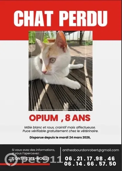 Perdu chat mâle, Rue Marx Dormoy, Cenon - blanc et un peu de roux - photo