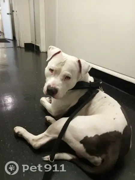 Lost male dog, Compton, California - blue nose pit bull - photo