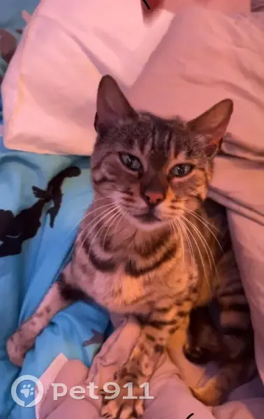 Lost female cat, Colby, Norwich - friendly Bengal - photo