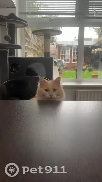 Lost male cat, Southbury Road, Enfield - cream and white with a black collar - photo