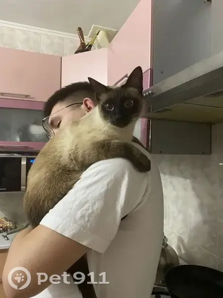 Зник кіт, вулиця Геофізиків, 1, Київ - сіамський ручний котик - photo