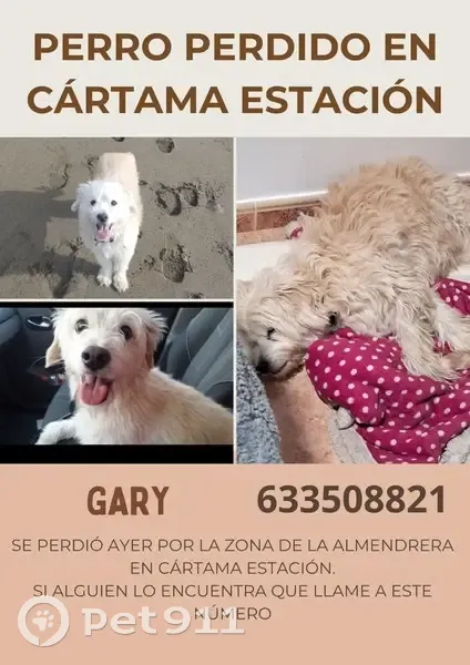 Perdido perro macho, Calle Teresa Berganza, 37, Estación de Cártama, Alhaurin de la Torre - blanco y mayor - photo