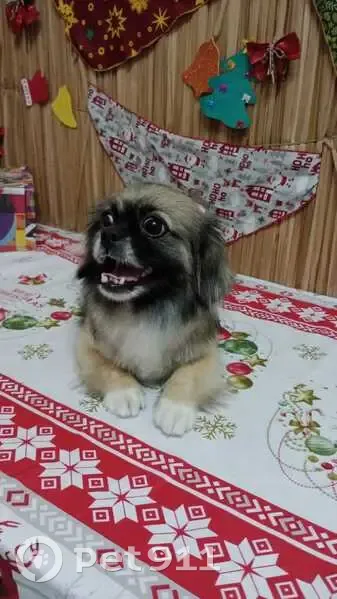 Cachorro perdido Fêmea (brl002532) - photo