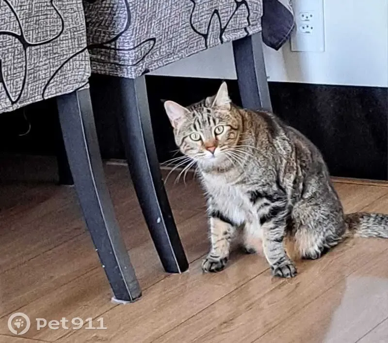 Gato desaparecido Fêmea (brl002533) - photo