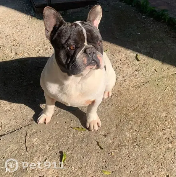 Perdido perro masculino, Calle Camino de los Palacios, Alcalá de Guadaíra - photo