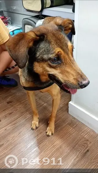 Cachorro perdido Macho (brl002534) - photo