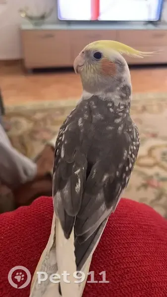 Perdido ave macho, Calle Pedro Nogueroles Roche, Alcantarilla - canta la cucaracha - photo