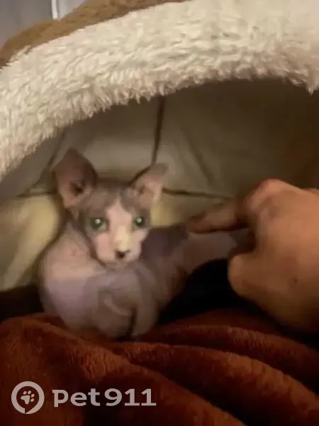 Perdido gato masculino, Calle Rafael Alberti, Algeciras - castrado y cariñoso - photo