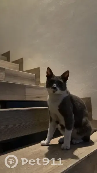 Perdido gato macho, Avenida Cerro de las Cumbres, Culiacán - gris con blanco - photo