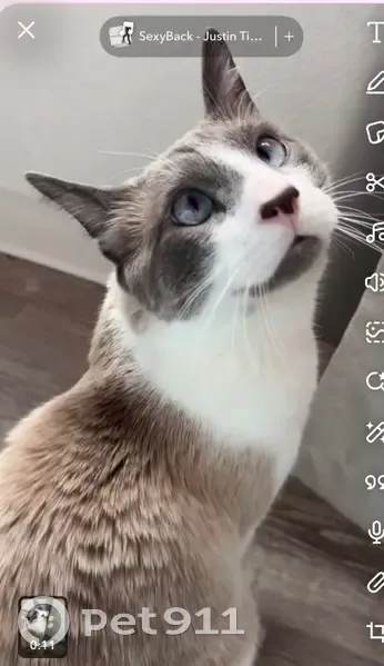 Lost male cat, Portmarnock Court, Peyton - small and thin with blue eyes - photo