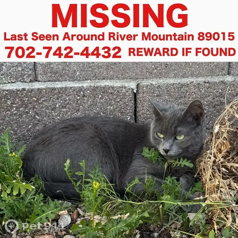 Lost female cat, Sport of Kings Avenue, Henderson - small and all grey - photo
