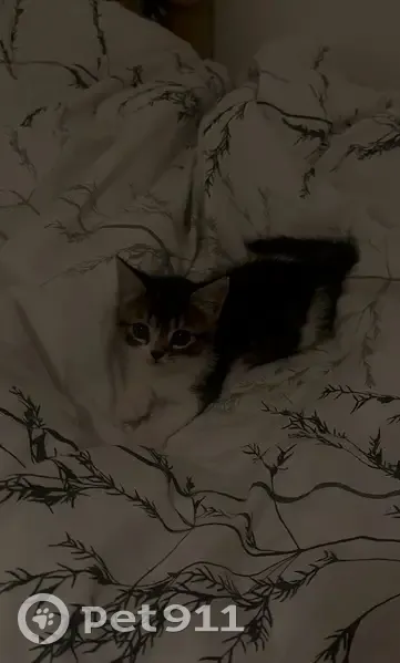 Lost female cat, Ives Road, Colnbrook - British shortbread, fluffy - photo