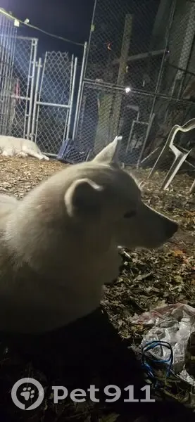 Lost male dog, West Stuenkel Road, Frankfort - white husky - photo