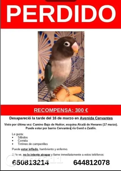 Perdido ave masculino, Calle Alcalá de Henares, Granada - azul, cabeza negra y pecho blanco - photo