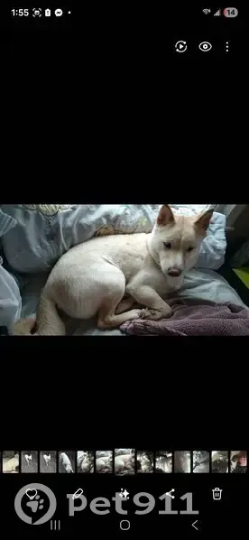 Lost male dog, Byrams Ford Road, Kansas City - cream coat, pointy ears - photo