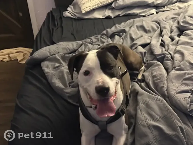 Lost male dog, North Milton Street, Rensselaer - black and white with shock collar - photo