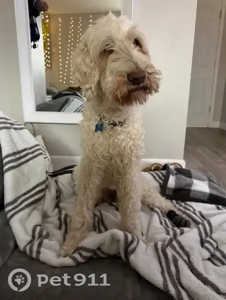 Lost female dog, Ginger Ridge Lane, Glen Carbon - white labradoodle - photo