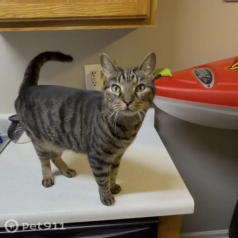 Lost male cat, Orchard Hills Drive, Jeffersonville - black & brownish/gray tiger-like stripes - photo