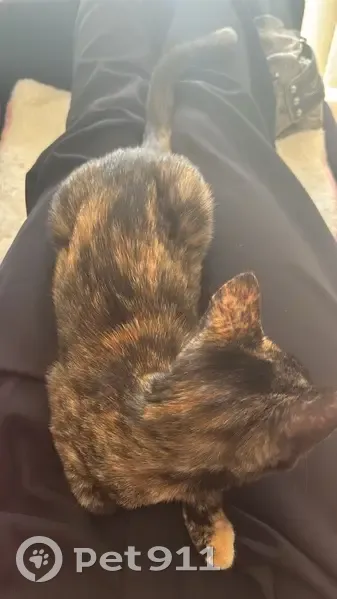 Lost female cat, Forward Street, Rockingham - 8 months old - photo