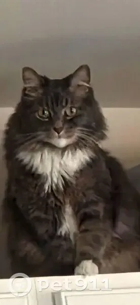 Lost male cat, Millsboro, Delaware - grey and white, very friendly - photo