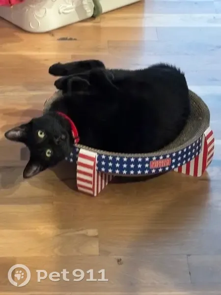 Lost female cat, Outlook Drive, Mission - pure black with a red collar - photo