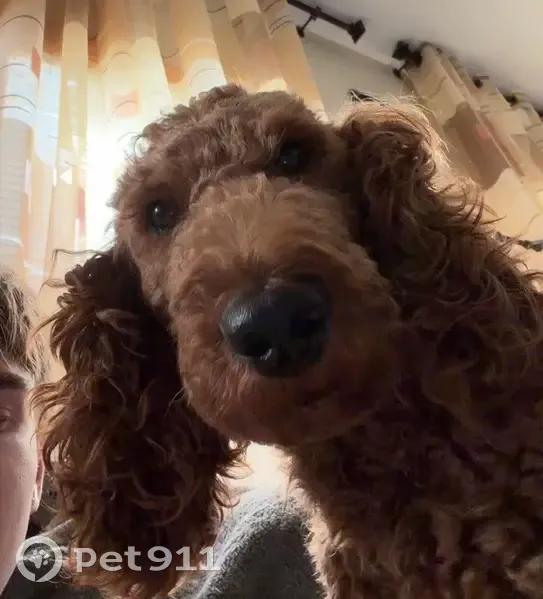 Lost female dog, East 22nd Street, Brooklyn - beige and friendly - photo