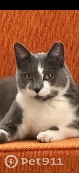 Lost female cat, Lakeview Avenue, Richmond - gray and white with clipped ear - photo