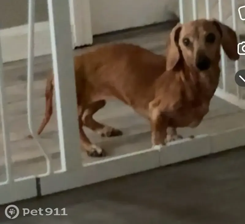 Lost female dog, Kent Road, East Providence - 15-year-old dachshund - photo