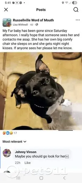 Lost female dog, Fields Street, 32, Russellville - black with white paws - photo