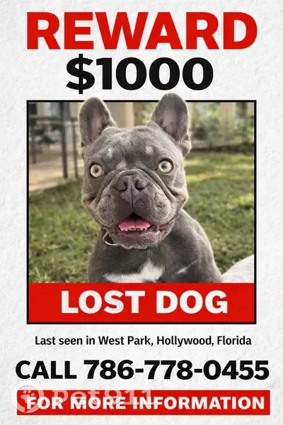 Lost male dog, West Park, Pembroke Pines - medium-sized bulldog - photo