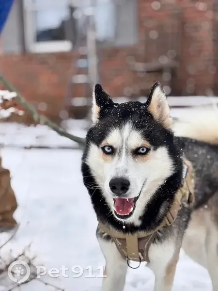 Lost male dog, Camden Drive, Anderson - black, white, and tan with blue eyes - photo