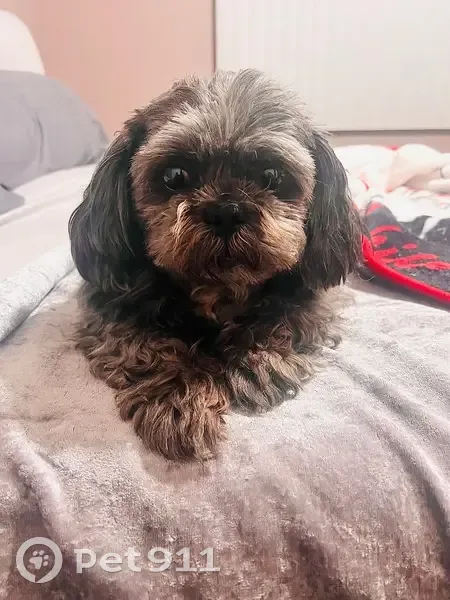 Lost male dog, Mount Court, Crown Point - grey-ish black coat - photo