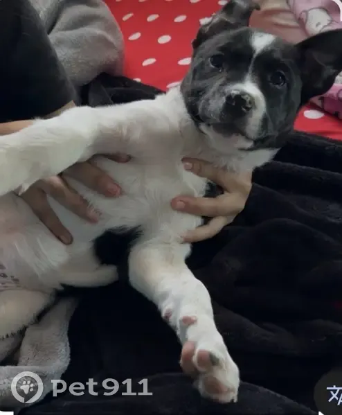 Lost female dog, Mersington Avenue, Kansas City - small and shy - photo