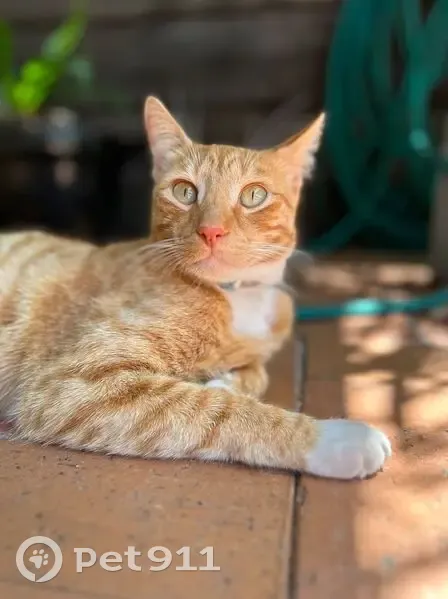 Lost male cat, Colarado Street, 21, Newcastle - ginger with a white chest and paws - photo