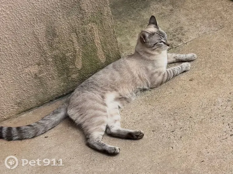 Gato desaparecido Macho (brl002535) - photo