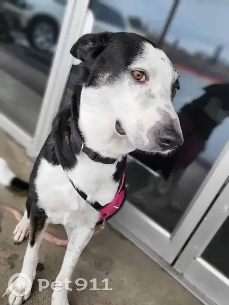 Lost Dog, Olson Drive, 10800, Rancho Cordova - Female, Black and White - photo