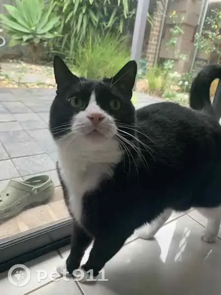 Lost male cat, Lan Avenue, Hobsons Bay - unique face pattern - photo