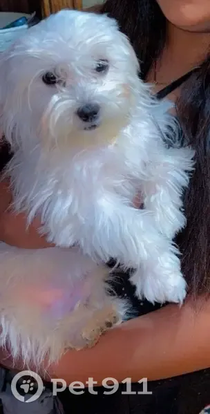 Lost male dog, 3rd Street, Berlin - pink green and yellow collar - photo