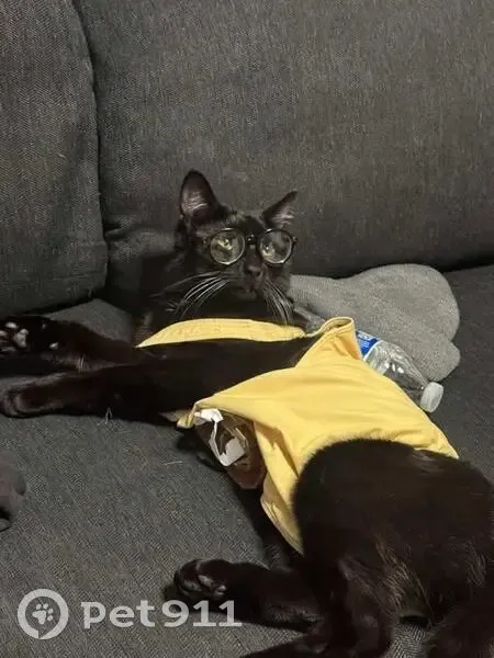 Lost male cat, Base Line Street, Highland - all black with some white fur - photo