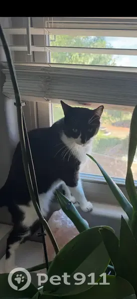 Lost male cat, North 137th Avenue, Litchfield Park - black nose and white belly - photo