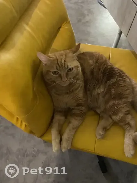 Lost male cat, Yung An Road, blk369, Choa Chu Kang - orange tabby with M marking - photo