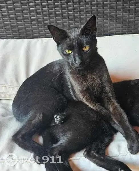 Perdido gato masculino, Calle Rosa Chacel, Mairena del Aljarafe, Barcelona - negro, ojos amarillos - photo