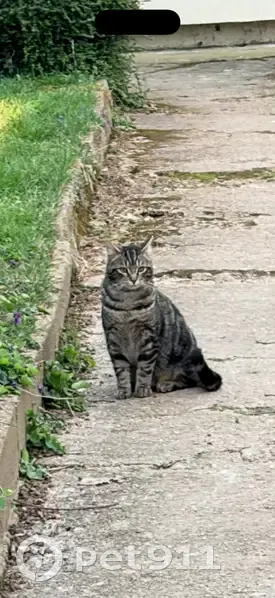 Chat perdu, Avenue du Lieutenant Foucault, Viry-Châtillon - mâle tigré noir et marron - photo