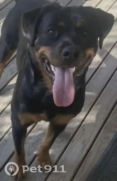 Lost female dog, Parrot Road, Yarra Ranges - Black and Tan Rottweiler - photo