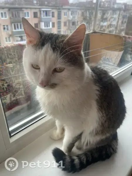 Зник кіт, Галицька вулиця, Бучач - photo