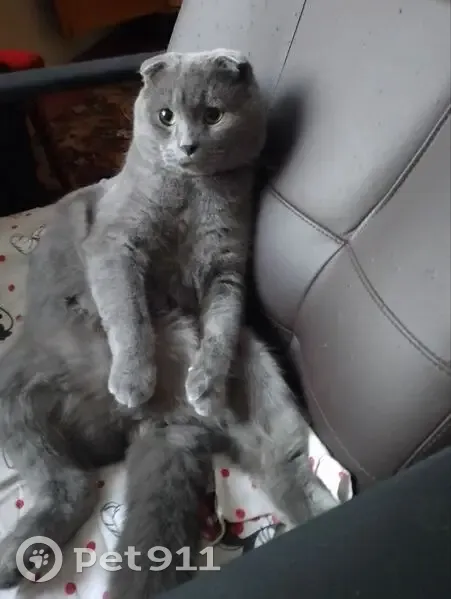 Зник кіт, вулиця Євгена Коновальця, 136, Івано-Франківськ - висловухий сірий товстенький - photo