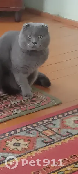 Зник кіт, вулиця Євгена Коновальця, 136, Івано-Франківськ - сірий весловухий - photo